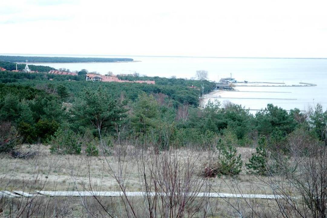 Neringos pušis vaiduoklėmis paverčia bakterija