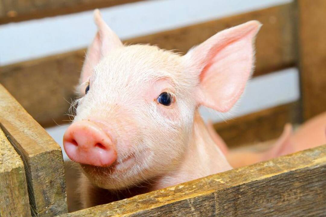 Vyriausybę užplūdo ūkininkų   skundai   