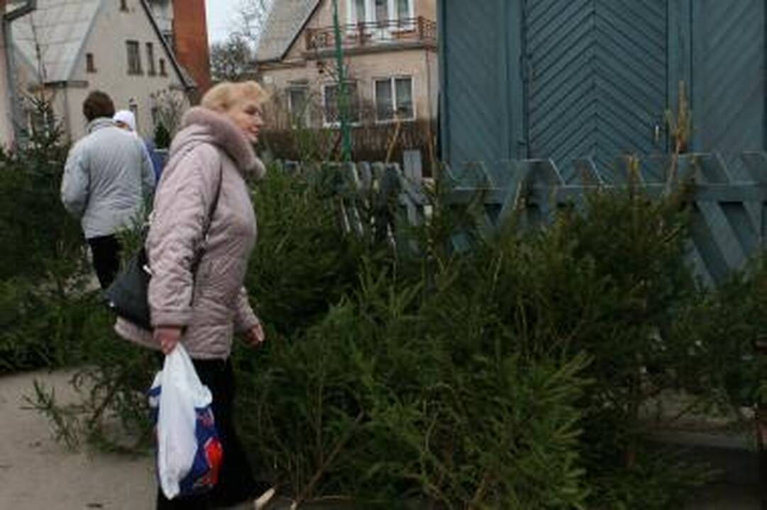 Kalėdinėmis eglutėmis prekiaujama visame mieste (vietų sąrašas)