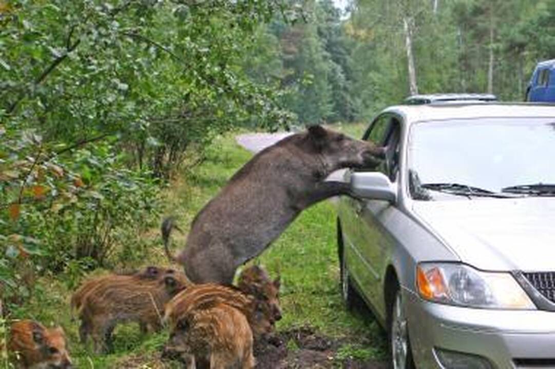 Kiaulės ir šernai gali būti užsikrėtę