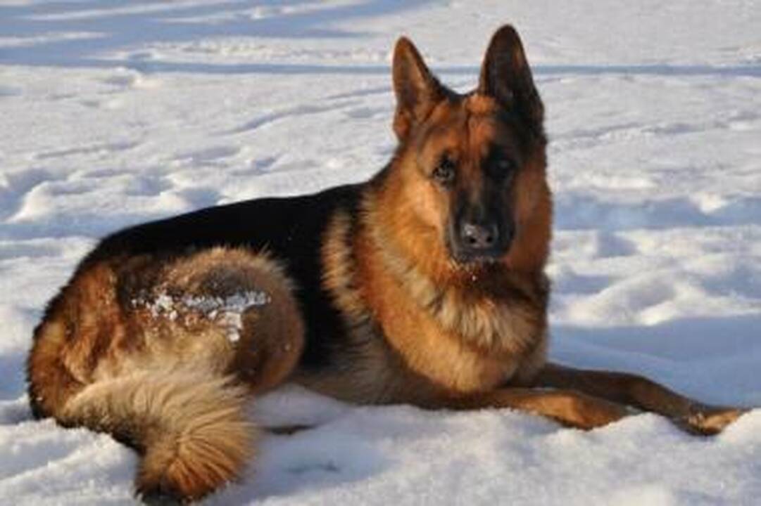 Augintinių konkurso laimėtojas - vokiečių aviganis Natas