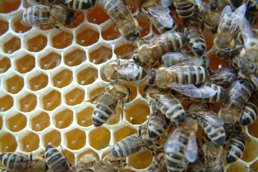 Oro kokybę Berlyno oro uoste stebės bitės