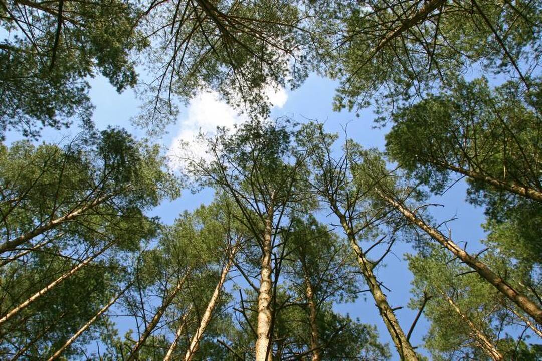 Lietuvos miškuose sumažėjo neteisėtų kirtimų