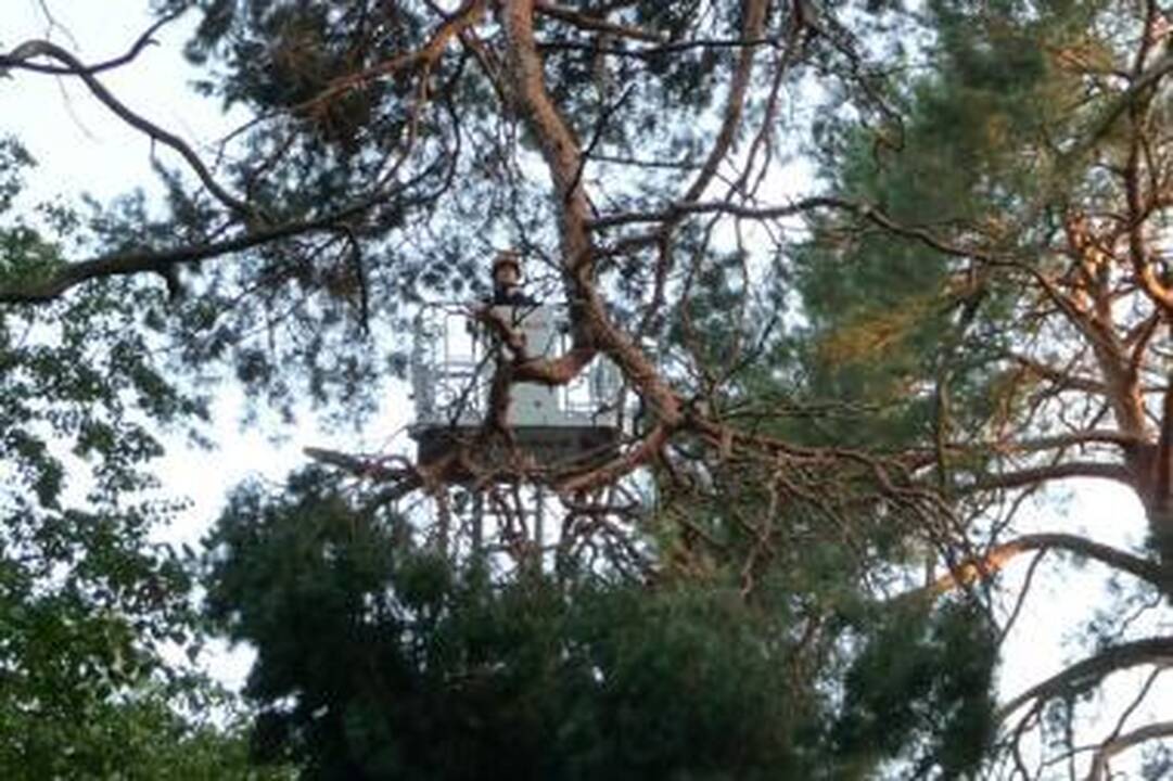 Lampėdžiuose nupjauta nulūžusi pušies šaka