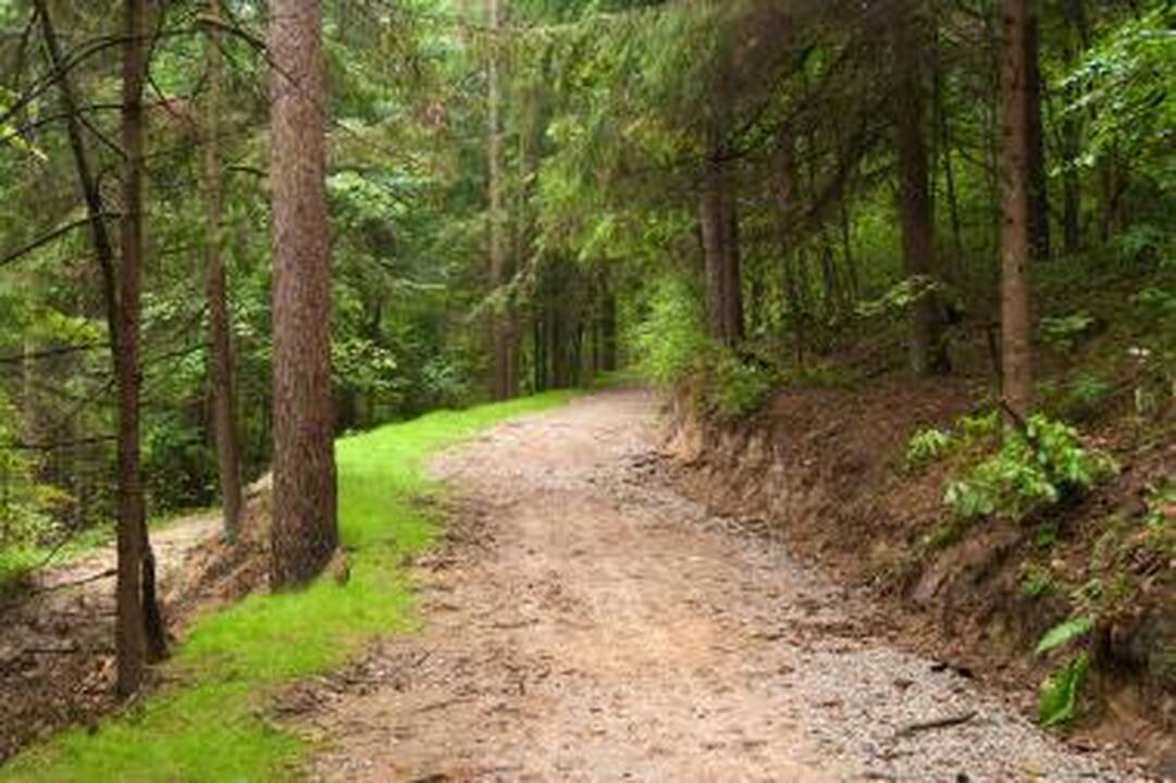 Prieš Vėlines - žygis į Rokantiškių pilkapius