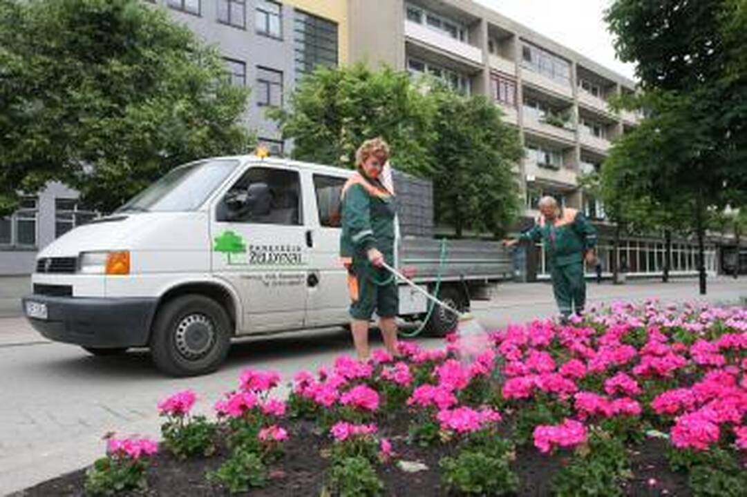 Panevėžio želdinių prižiūrėtojų konkursas kvepia korupcija