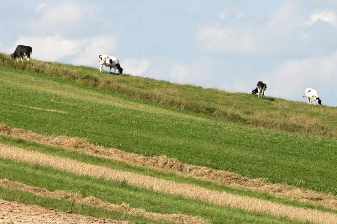 Kretingos rajone iš ganyklos pavogtas jautis