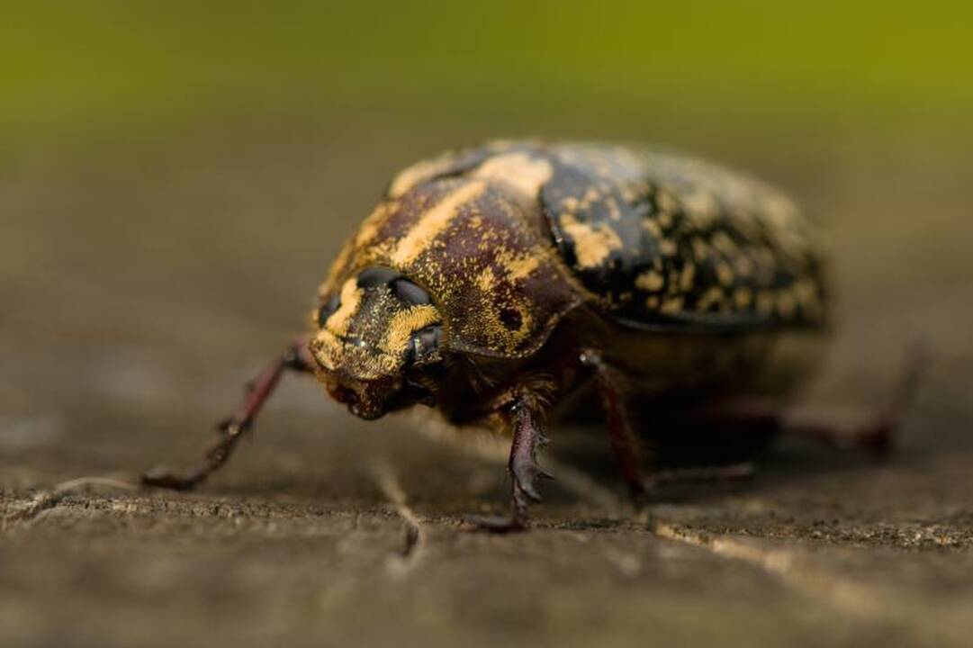 Aptiktas vienas gražiausių Lietuvoje vabalų