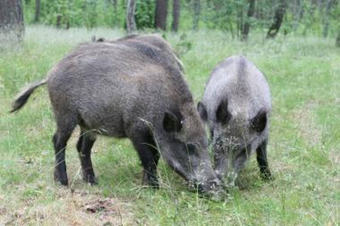Neringoje turėtų likti tik 50–60 šernų