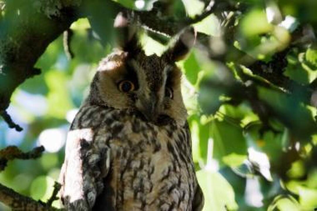 Paukščių apsaugai svarbios teritorijos užima 8,4 proc. Lietuvos