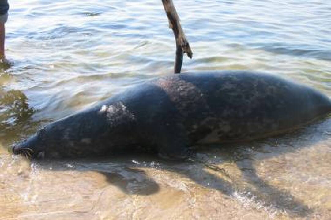 Klaipėdos paplūdimyje išmestas dar vienas negyvas ruonis