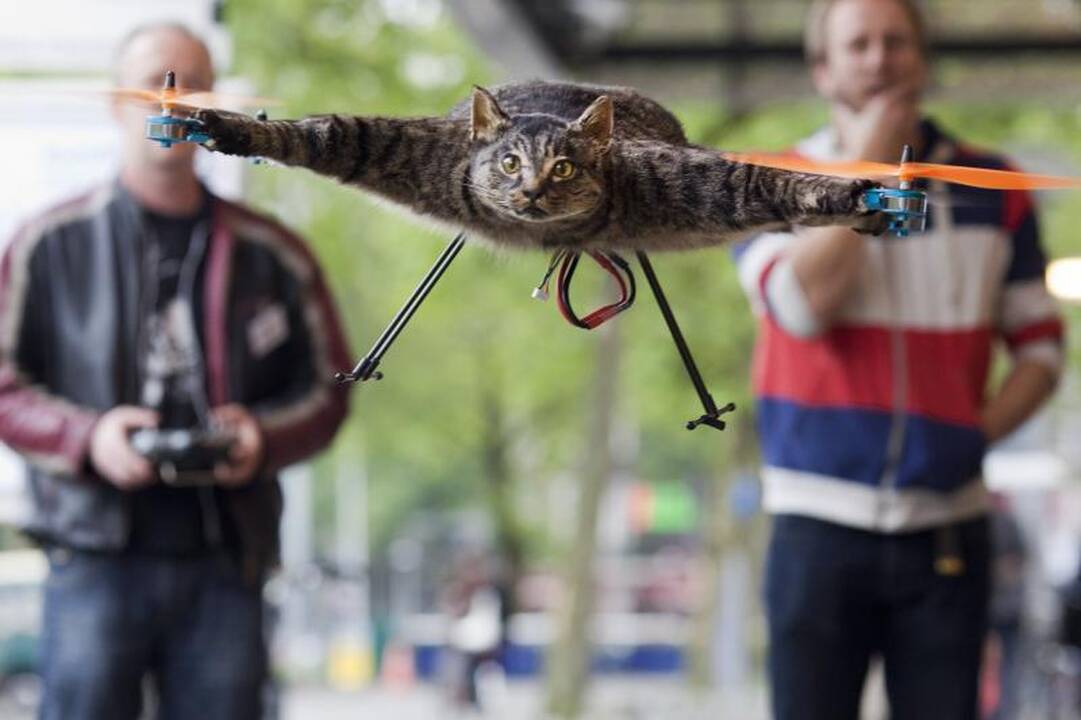 Žuvusį katiną sraigtasparniu pavertęs menininkas sukrėtė pasaulį