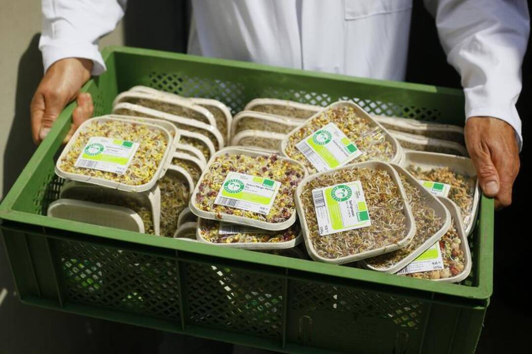 Patvirtinta: E.coli infekcijų protrūkio šaltinis - daigintos sėklos