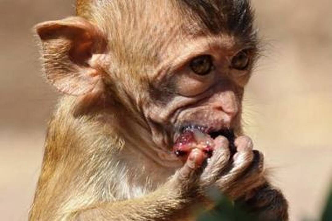 Biologinės įvairovės krizė: tiksinti gamtos nykimo bomba