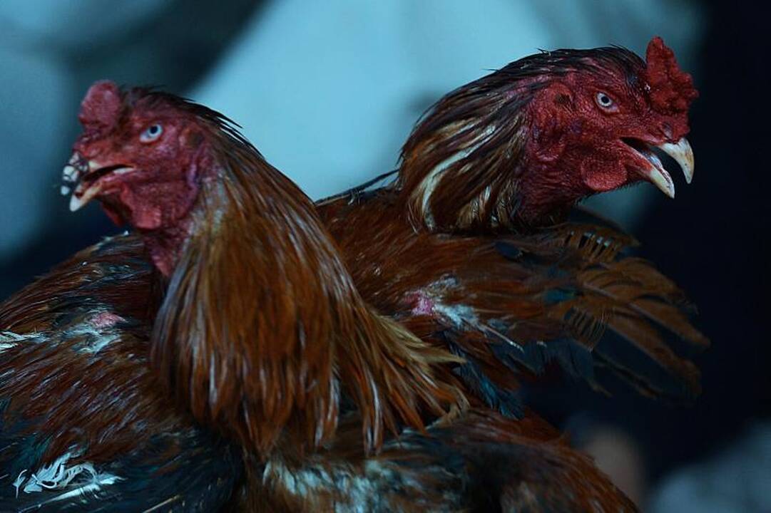 Nedrausmingus vairuotojus siūlo vadinti vištgaidžiais ir juos gydyti