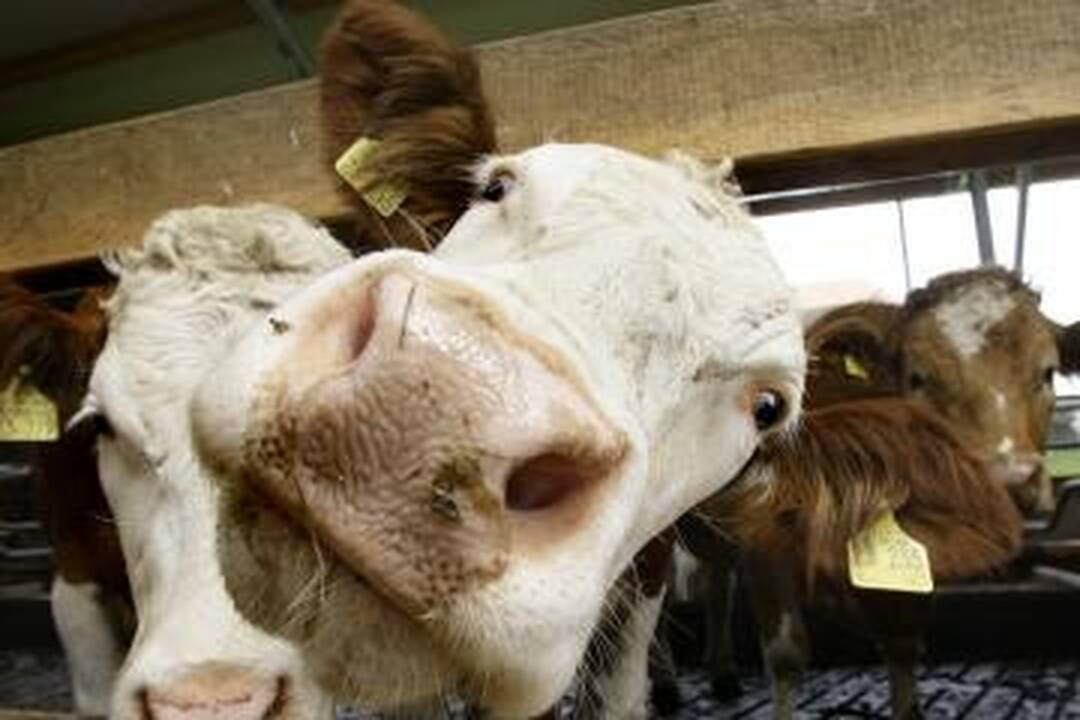 Ūkininkų dalintas pienas – šviežias ir saugus 