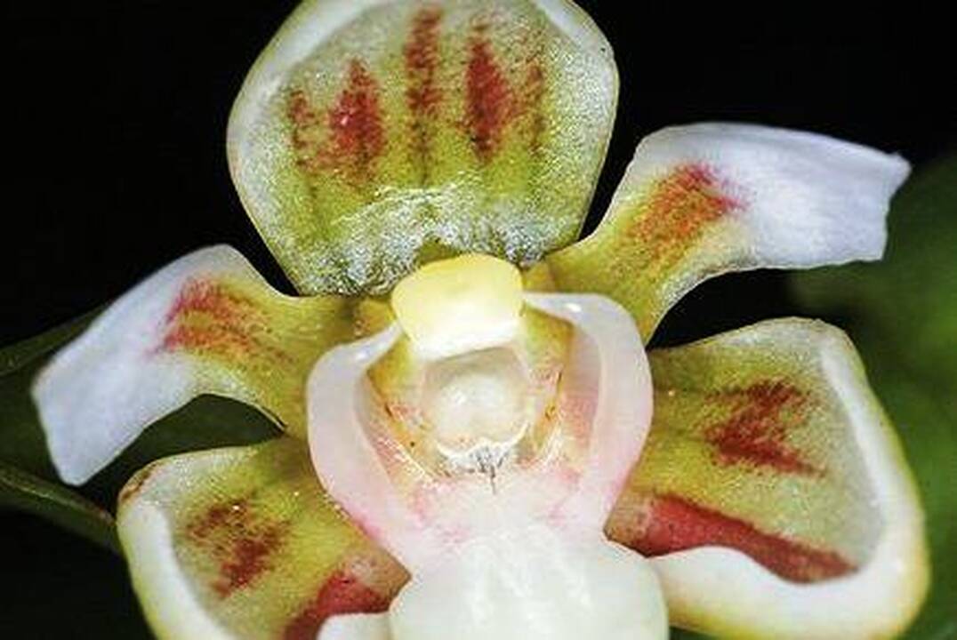 Naujojoje Gvinėjoje – tūkstančiai naujų faunos ir floros rūšių