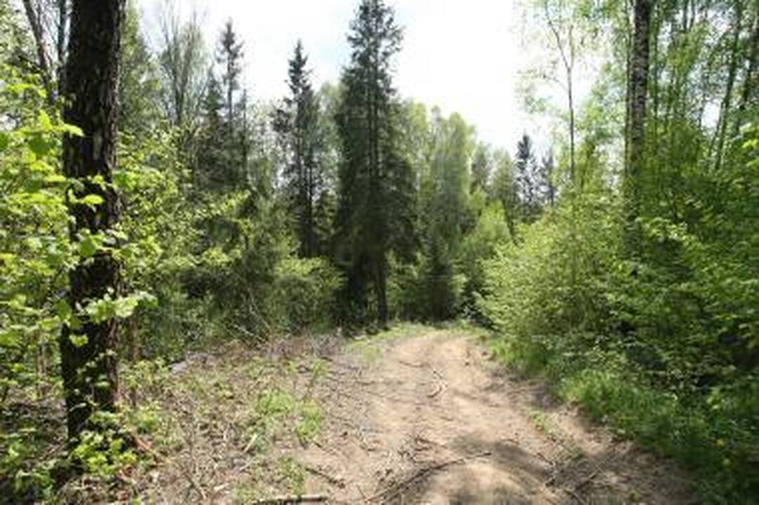Miške – žmogaus palaikai