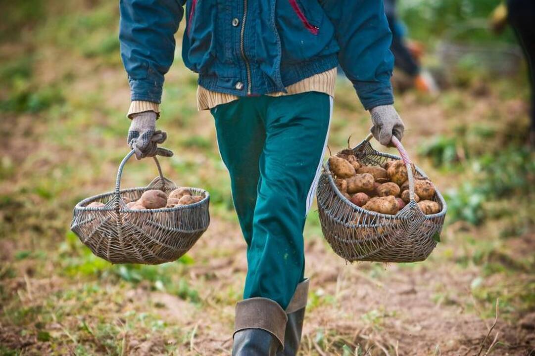 Pavasaris: Lietuvoje jau prasideda bulviasodis