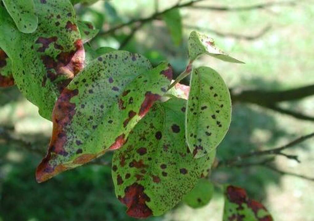 Ar pavojinga bakterija Kauno rajone smogs visai Lietuvai?