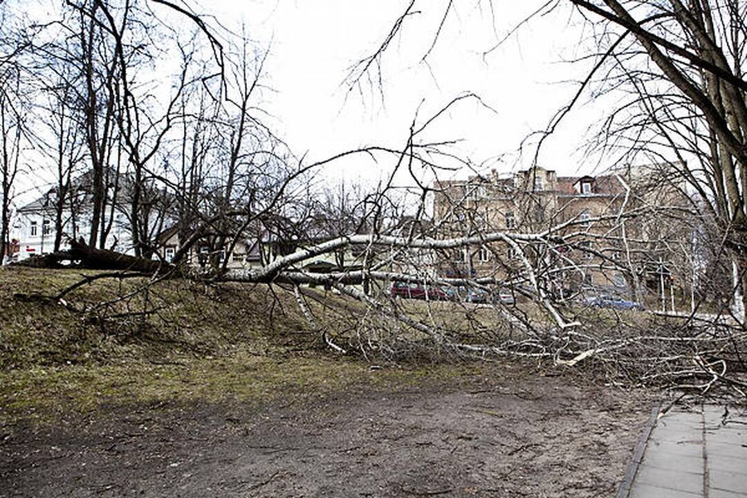 Savaitgalį vėjas sostinėje rovė medžius