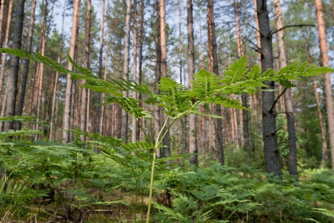 Seimo komitetai siūlo atmesti prezidentės veto dėl miškų