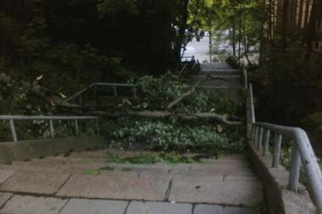 Pavojingi ir trapūs medžiai - topoliai