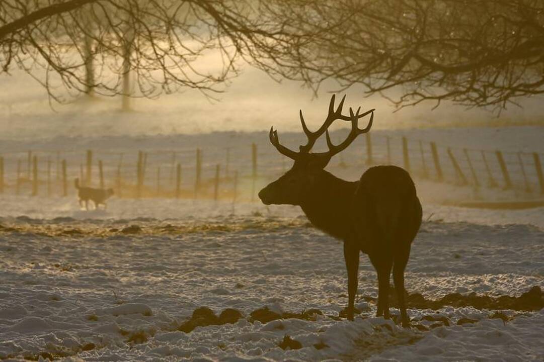 Britai sutrikę – šalį sukaustė gausūs kiekiai sniego (foto)