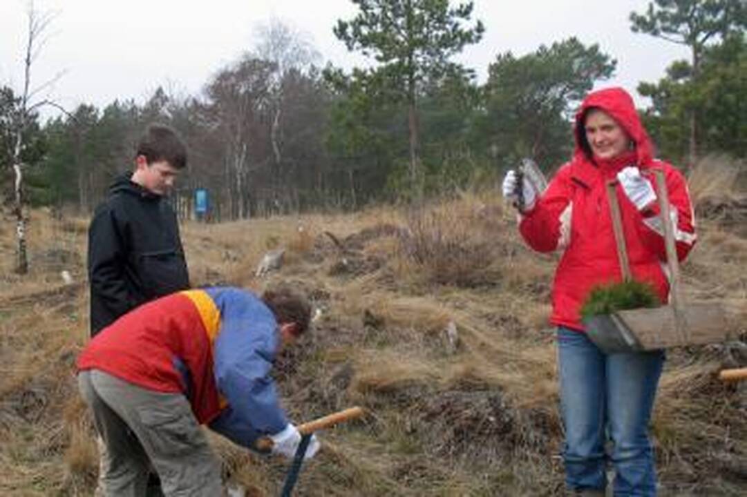 Tęsiami Kuršių nerijos miško atsodinimo darbai