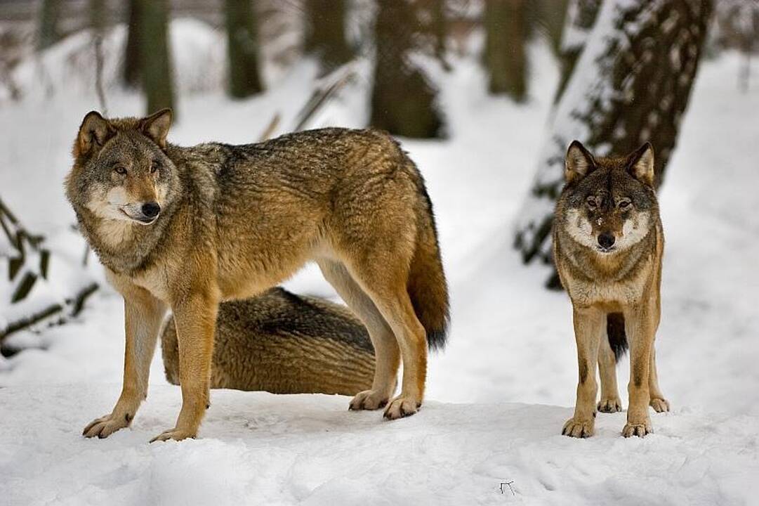 Vilkai Lietuvoje - nykstantys ar tik nesuskaičiuoti?