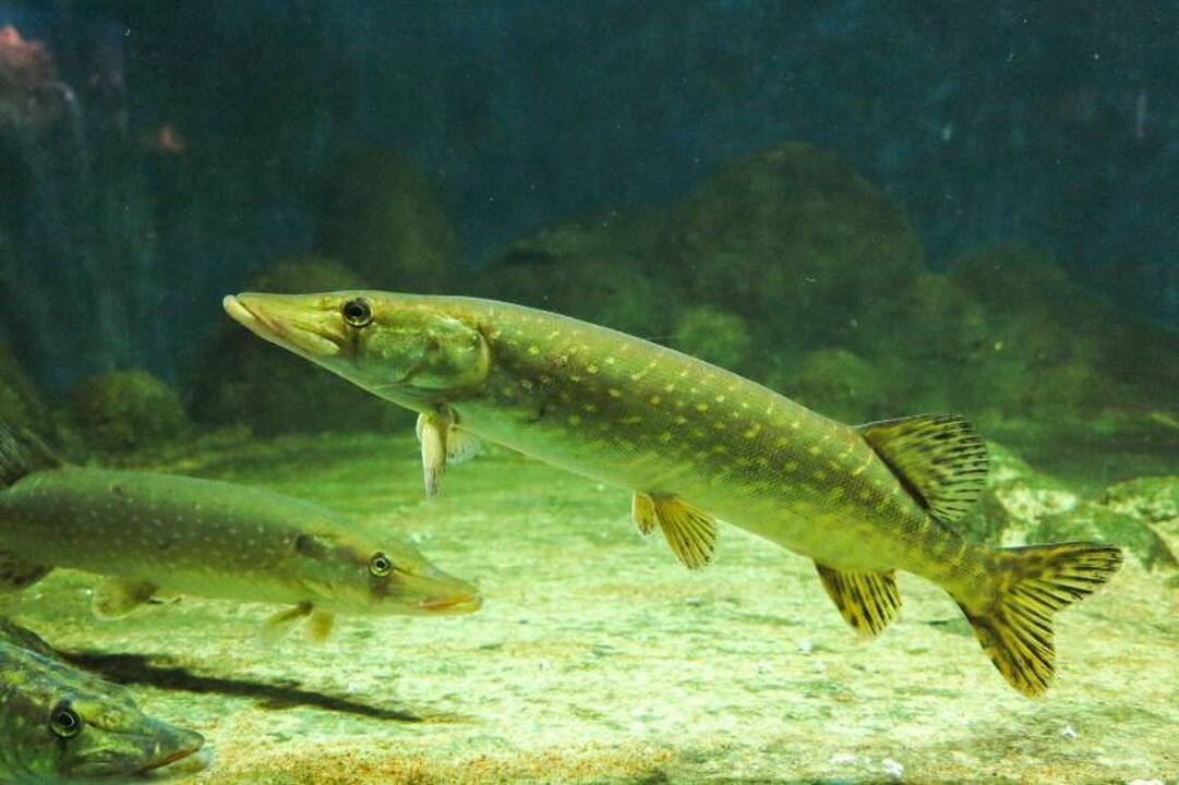 Už keturias sugautas lydekas 20-mečiui gresia tūkstantinė bauda