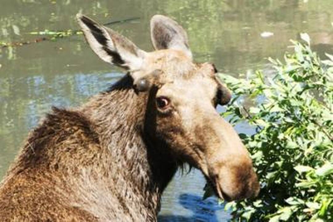 Vaikų darželyje briedis greičiausiai nugaišo dėl streso