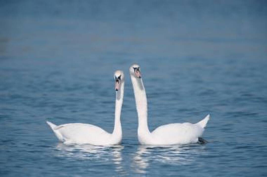 Gulbės pateko į ledo nelaisvę