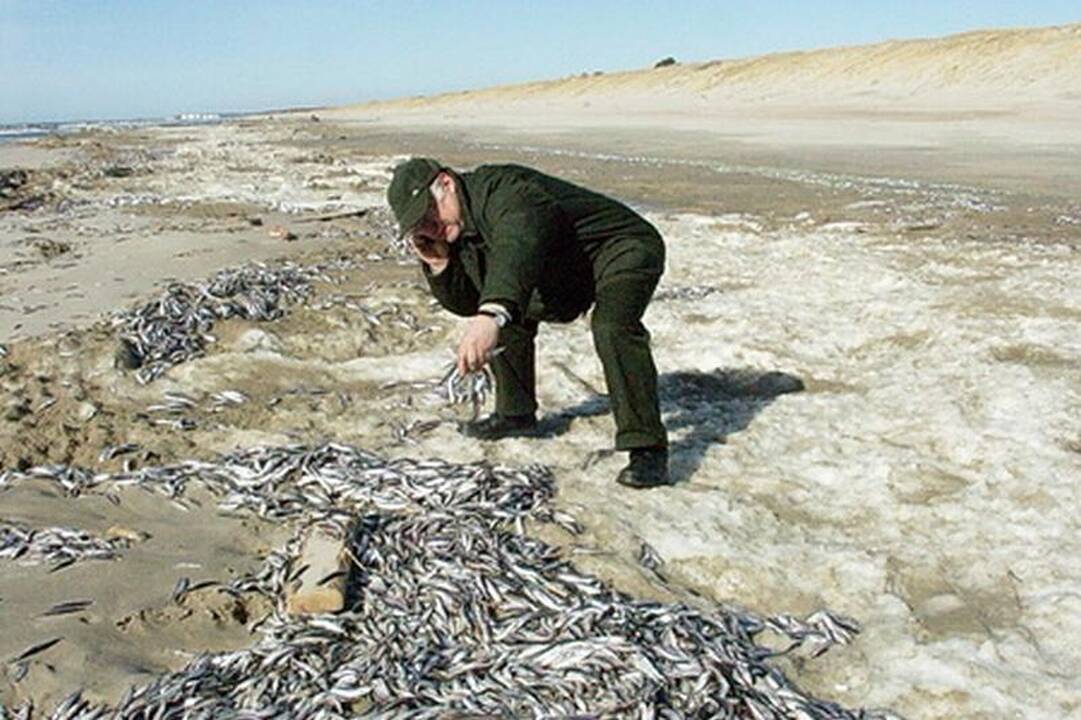 Europa masiškai eikvoja besivystančių šalių žuvies išteklius