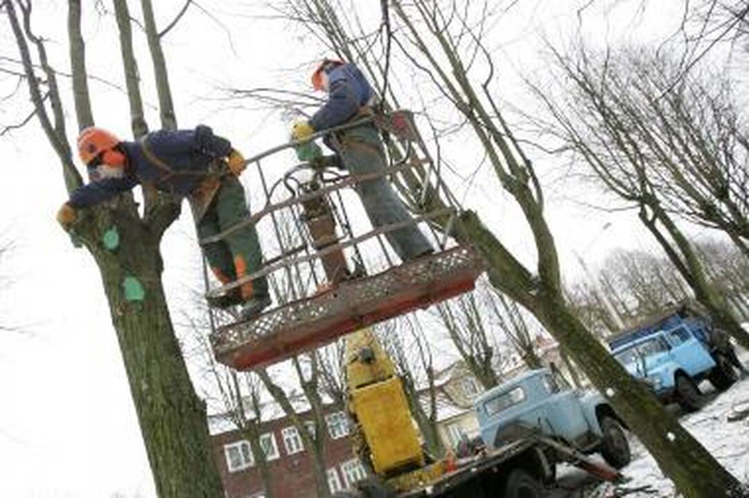 Už savavališką medžių genėjimą, pjovimą yra baudžiama