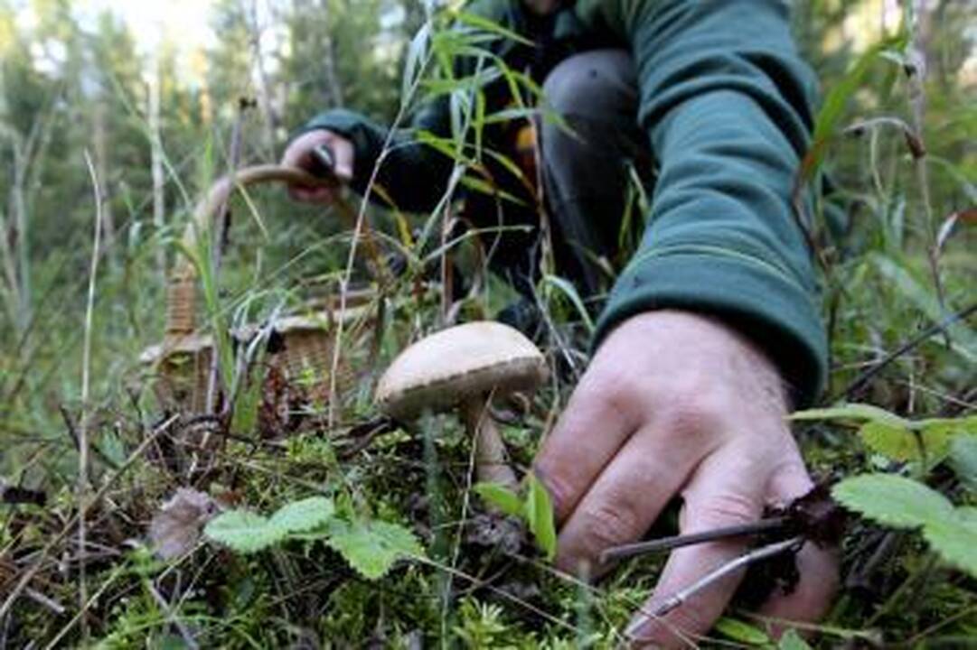 Grybavimo sezonas prasideda apsinuodijimais
