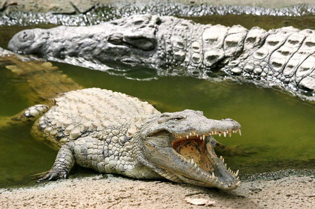 Australijoje dingusi septynmetė veikiausiai tapo krokodilo auka