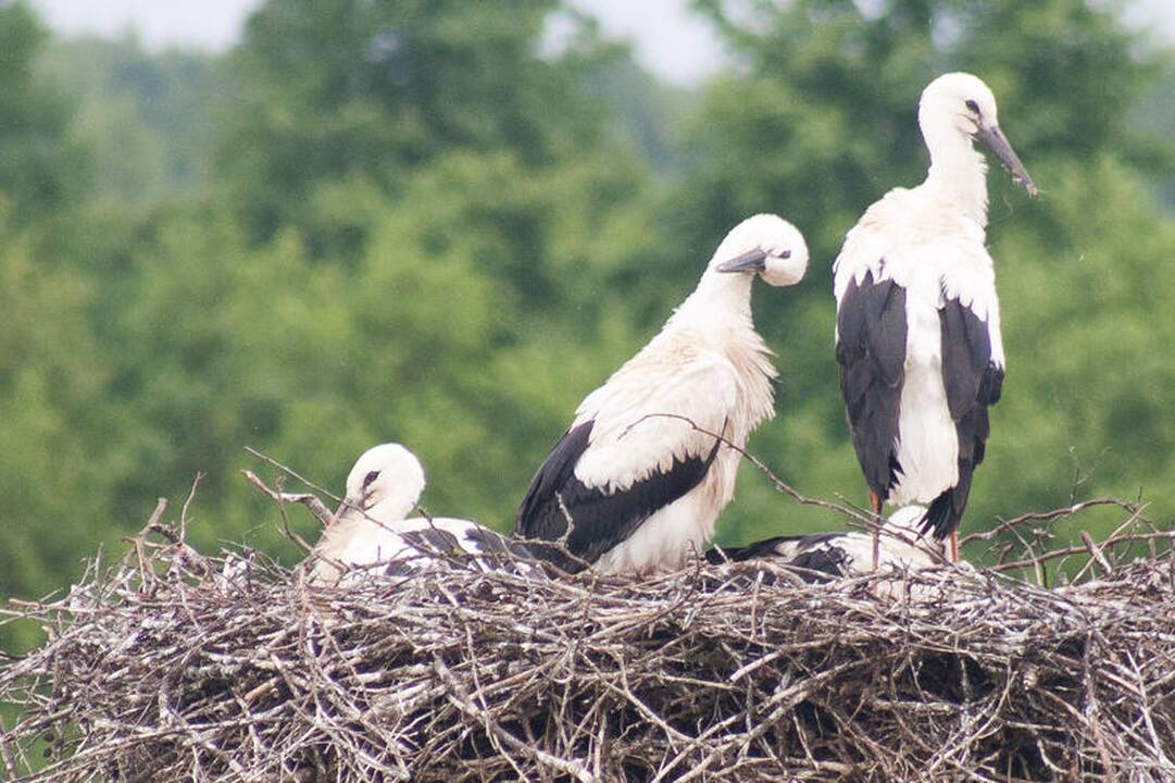 Lietuvą ruošiasi palikti gandrai