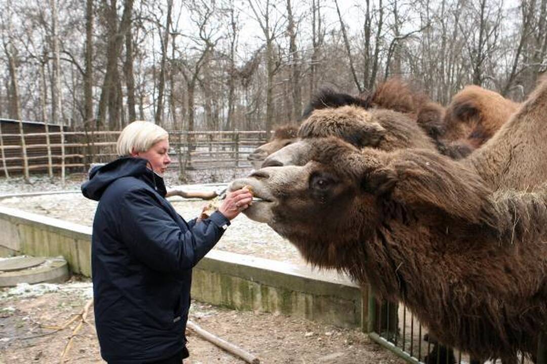 Zoologijos sodas žiemą: sniego labiausiai laukė Kasparas 
