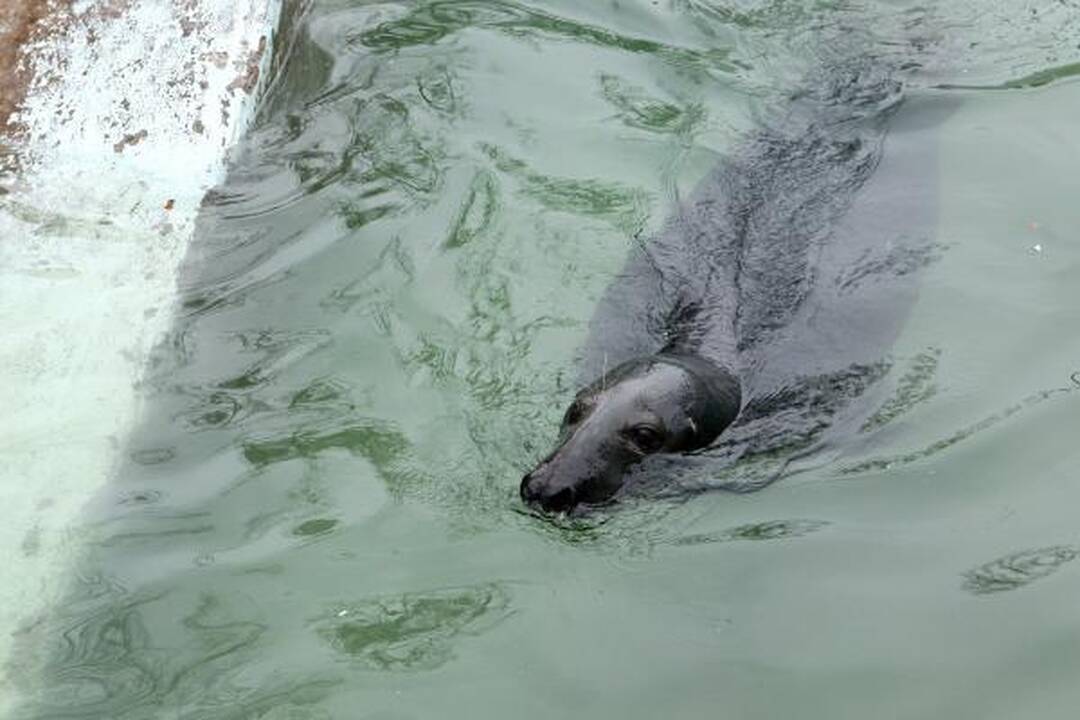 Zoologijos sodas žiemą: sniego labiausiai laukė Kasparas 