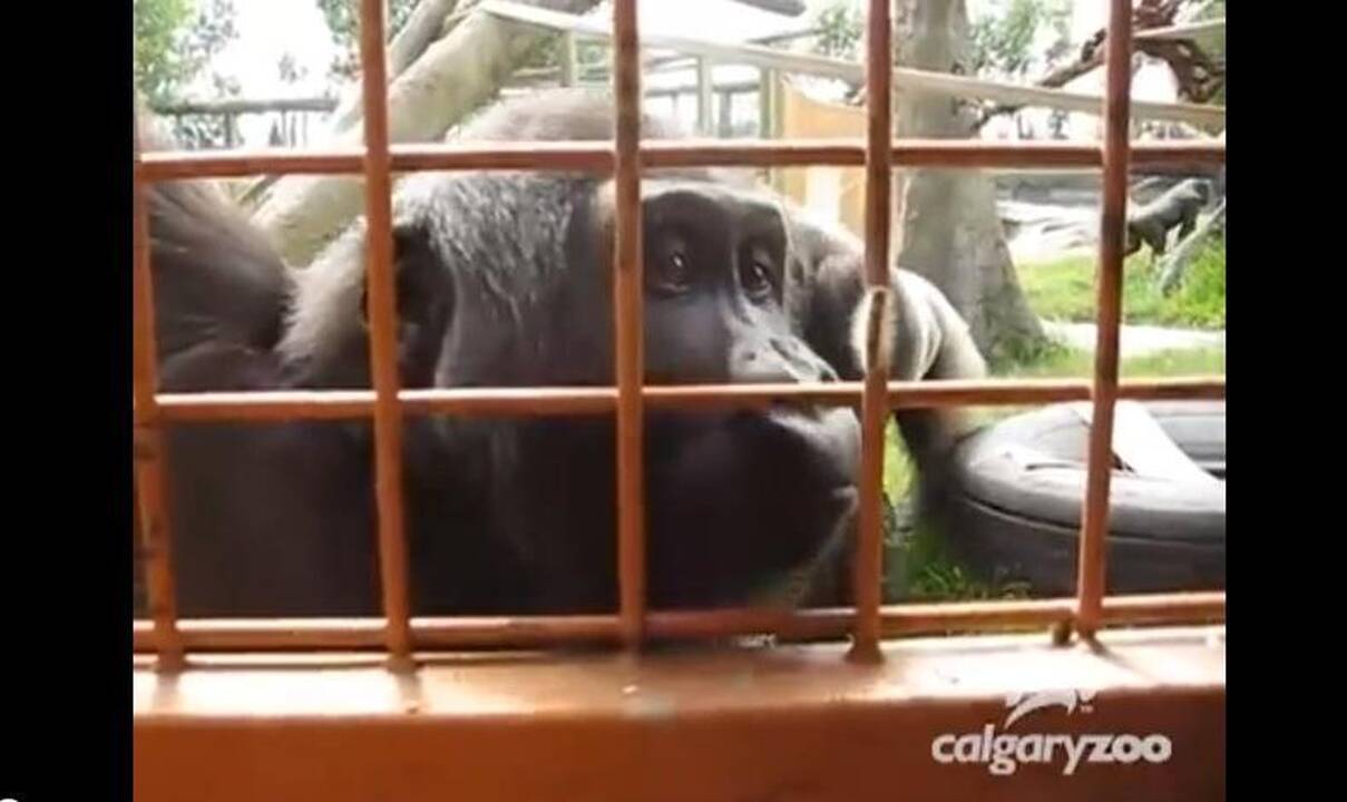Neįtikėtinas gyvūnų elgesys: gorila grožisi vikšru