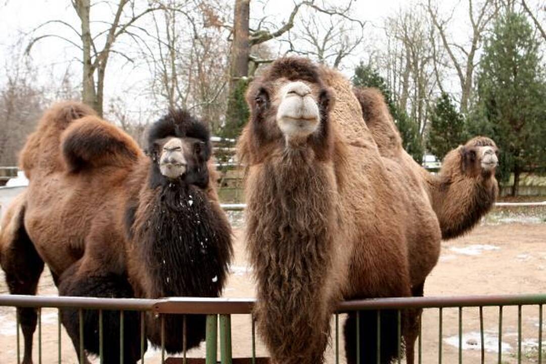 Zoologijos sodas žiemą: sniego labiausiai laukė Kasparas 