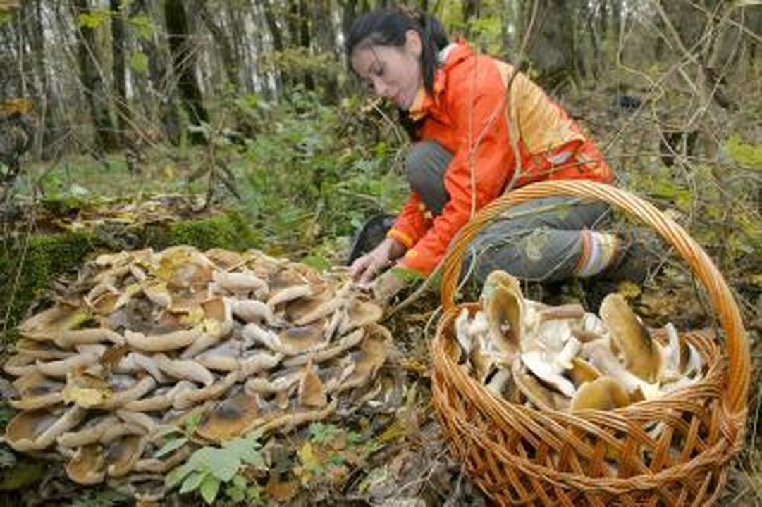 Sugriežtinta iš Kinijos importuojamų grybų kontrolė