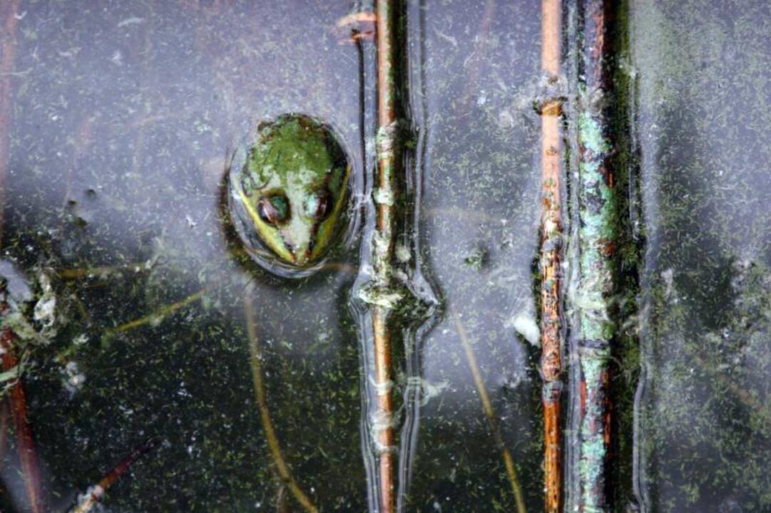 Pavasaris vėluoja, bet varlės išneršė laiku
