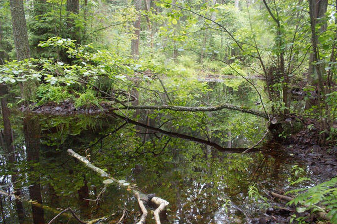 Kinų Pompėja: po pelenais rastas 300 mln. metų miškas