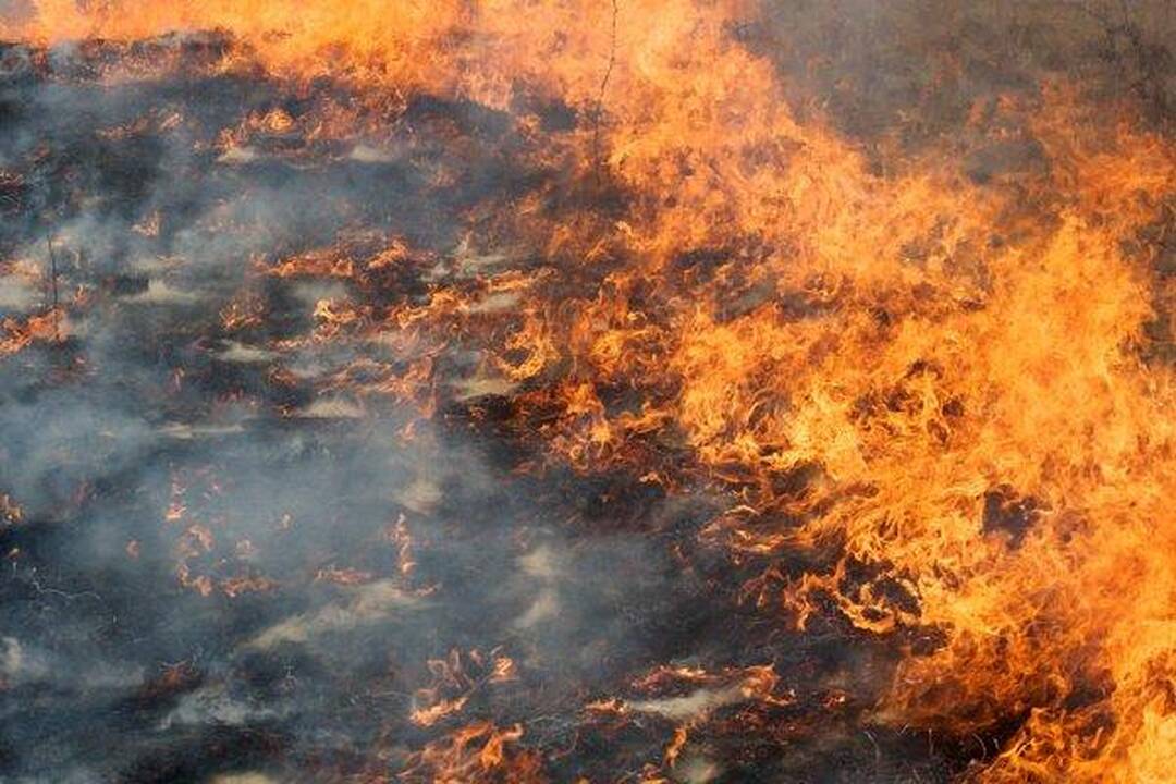 Telšių rajone - pirmoji žolės deginimo auka