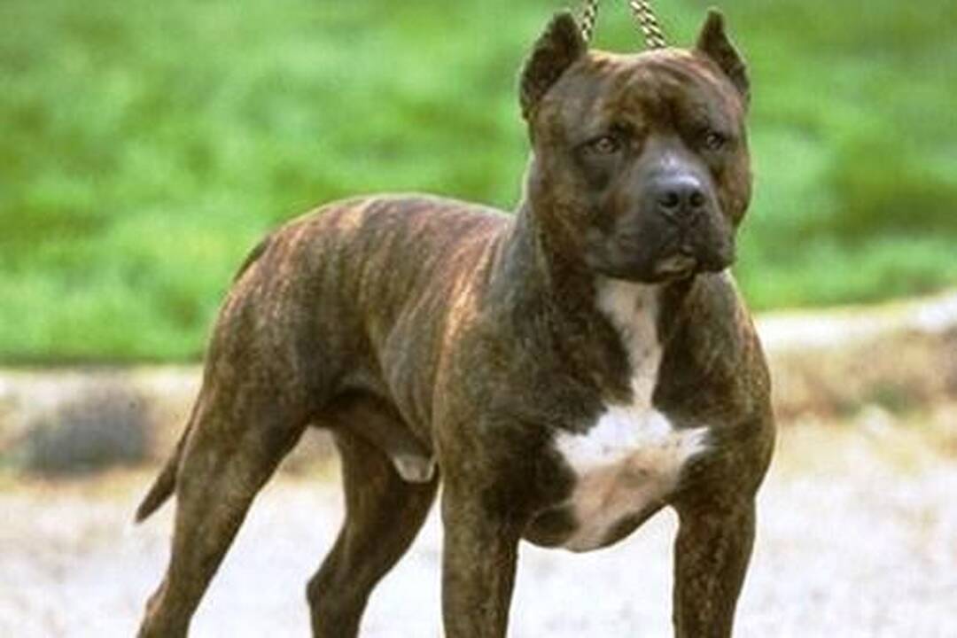 Filipinuose išgelbėtus pitbulius gali tekti užmigdyti