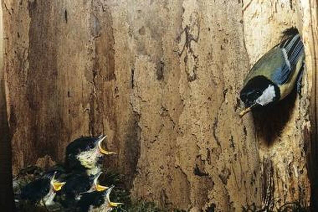Atėjo laikas įrengti paukščių lesyklas