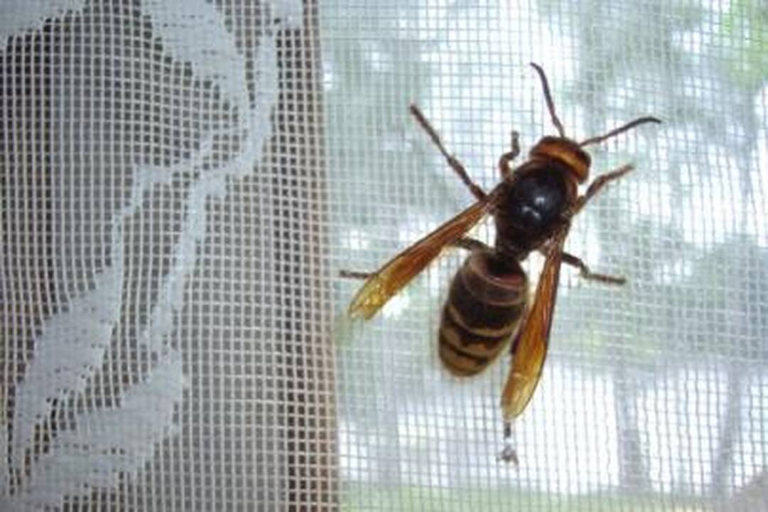 Ugniagesiai širšių nebegaudys 