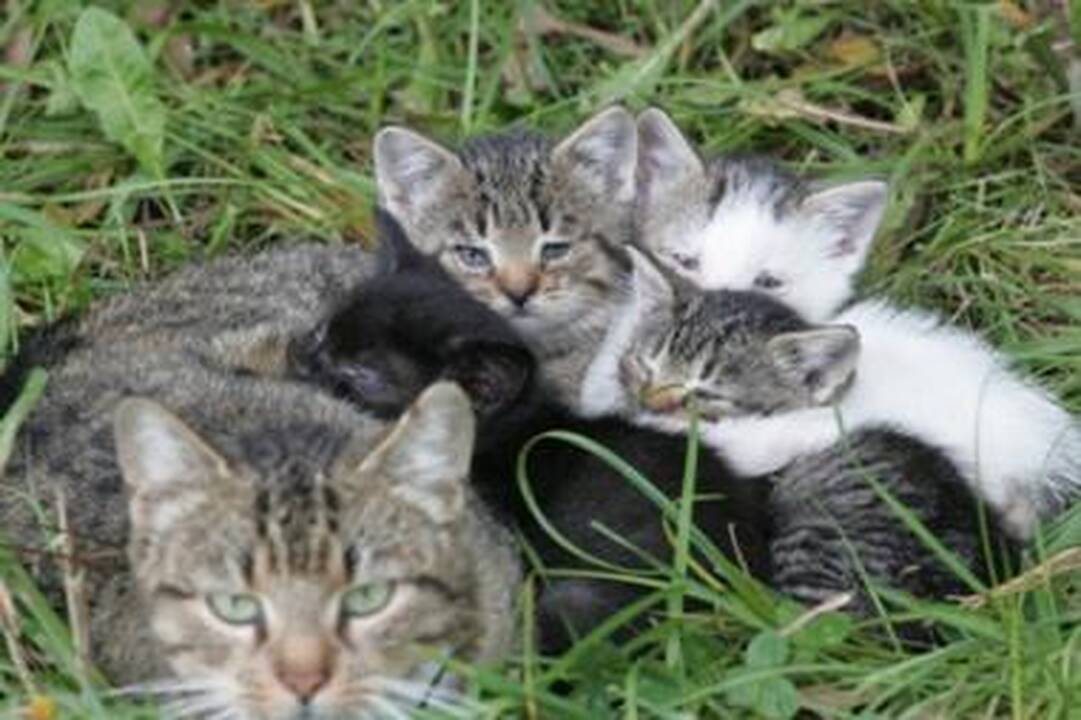 Savivaldybė kaltinama uždraudus maitinti benamius gyvūnus
